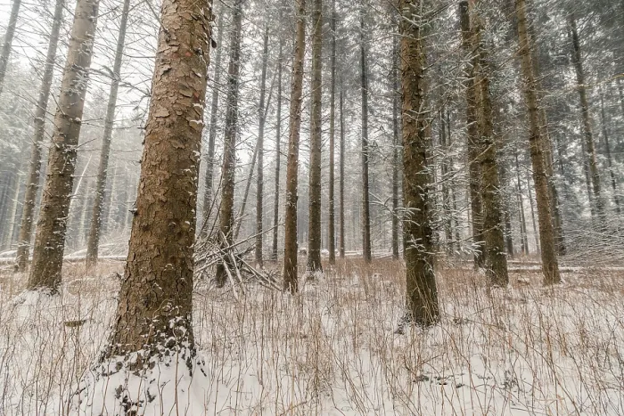 Framed Print : Tall pine trees in a forest at wintertime Framed Print : Tall pine trees in a forest at wintertime