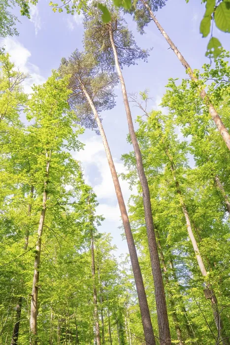 Framed Print : Tall, slender trees towering into the blue sky Framed Print : Tall, slender trees towering into the blue sky
