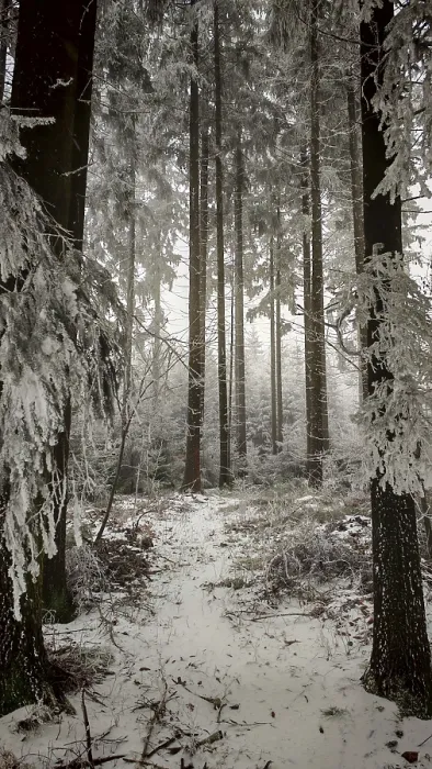Framed Print : Tall, snow-covered trees in a quiet