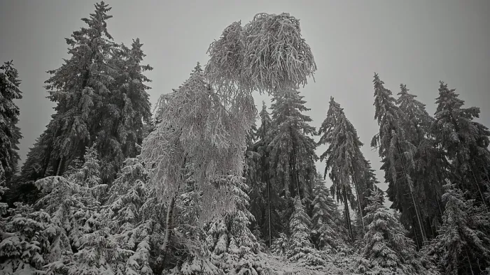 Framed Print : Tall, snow-covered trees in a thick winter forest Framed Print : Tall, snow-covered trees in a thick winter forest