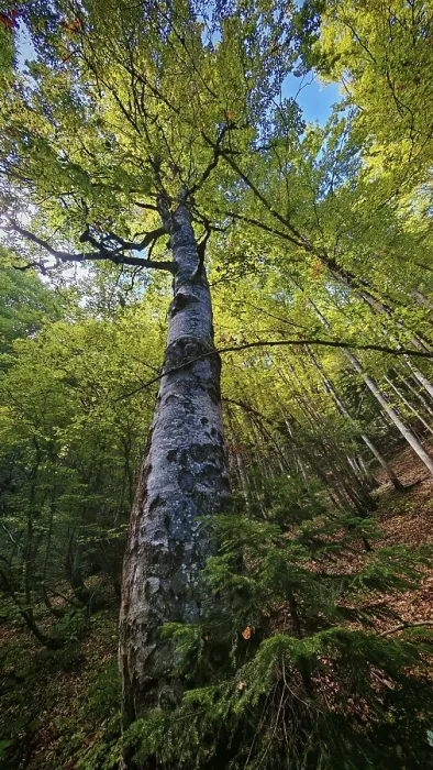 Framed Print : Tall tree birch (betula) in the forest