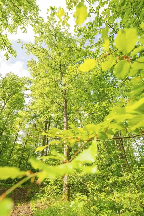 Framed Print : A tall tree with glowing leaves in the sunlight Framed Print : A tall tree with glowing leaves in the sunlight