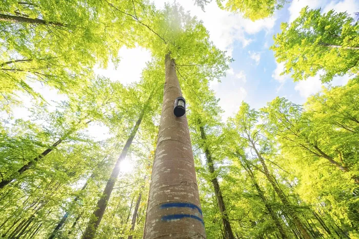 Framed Print : A tall tree reaches the radiant sky with its crown