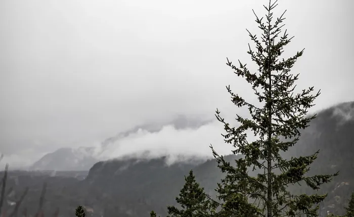 Framed Print : A tall tree stands against mist-covered mountains under an overcast sky Framed Print : A tall tree stands against mist-covered mountains under an overcast sky