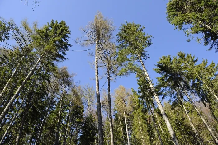 Framed Print : Tall trees with a clear blue sky background create a beautiful forest canopy