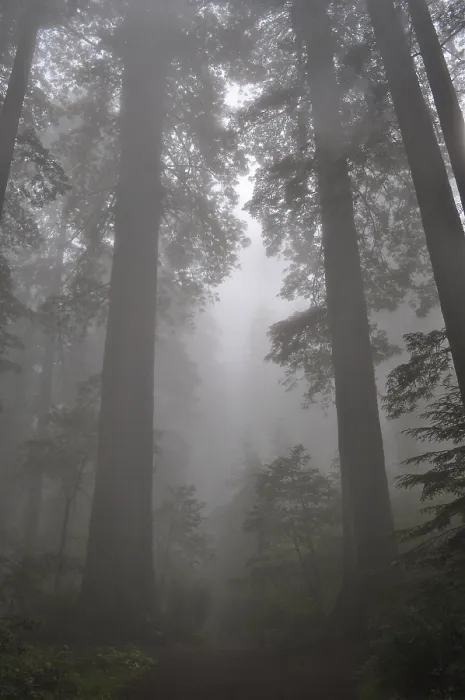 Framed Print : Tall trees, coast redwoods (Sequoia sempervirens)