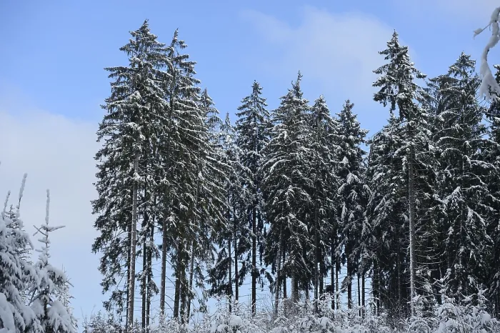 Framed Print : Tall trees covered in snow stand against a clear blue sky in a calm winter forest Framed Print : Tall trees covered in snow stand against a clear blue sky in a calm winter forest