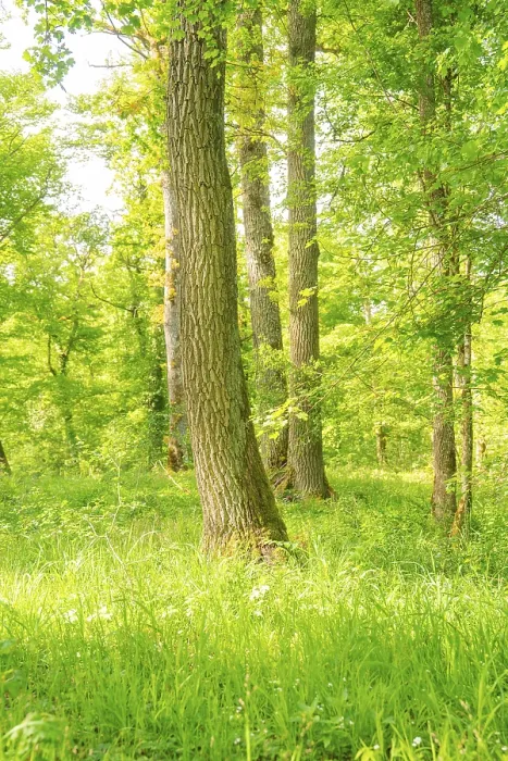 Framed Print : Tall trees in the forest with sunrays penetrating through the canopy and creating a peaceful atmosphere