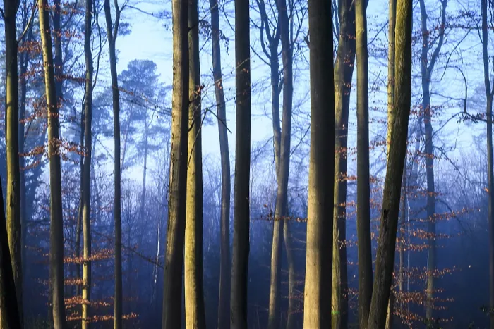 Framed Print : Tall trees in a forest in twilight blue light