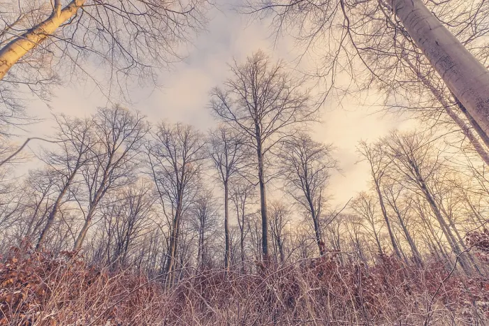 Framed Print : Tall trees in the forest in the winter sunrise