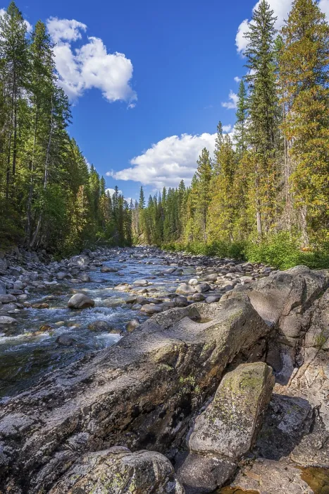 Framed Print : Tall trees lining the banks of the Granby River in southern British Columbia