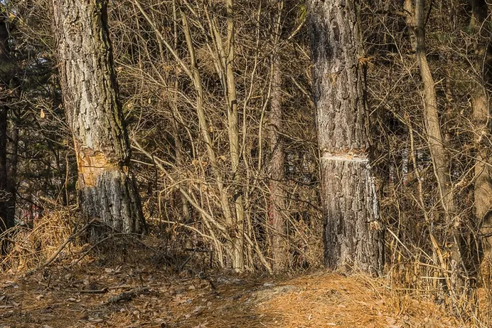 Framed Print : Tall trees with rough bark standing in a forest with a ground cover of dry foliage