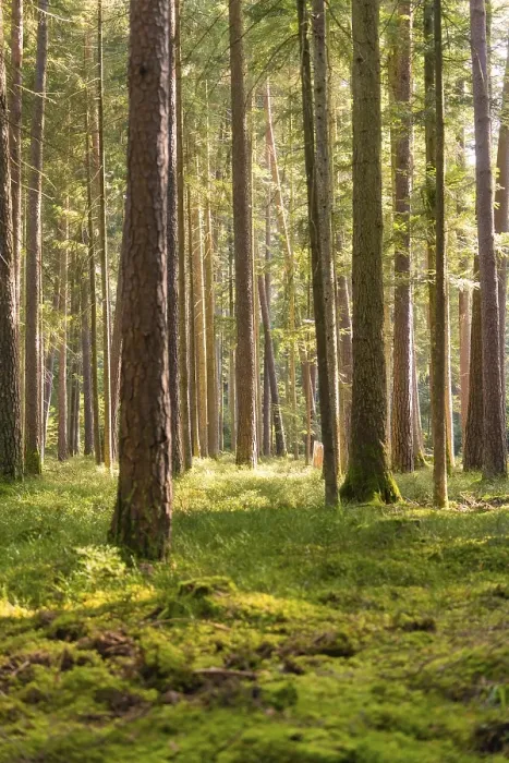 Framed Print : Tall trees with soft light in a dense