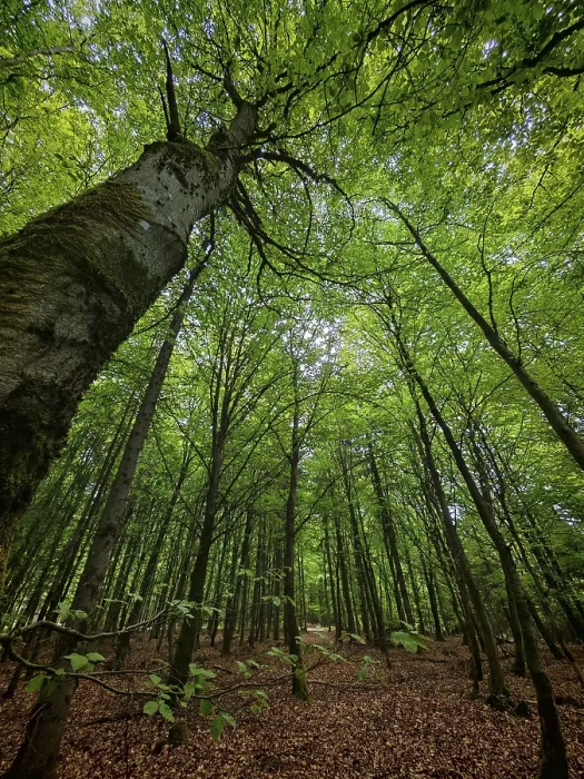 Framed Print : Tall trees with a thick canopy of leaves in a forest