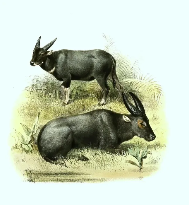 Framed Print : Tamaraw (Bubalus mindorensis), also Tamaraw or Tamarao
