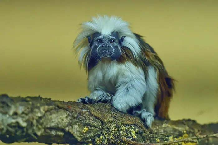 Framed Print : A tamarin monkey sits attentively on a tree trunk