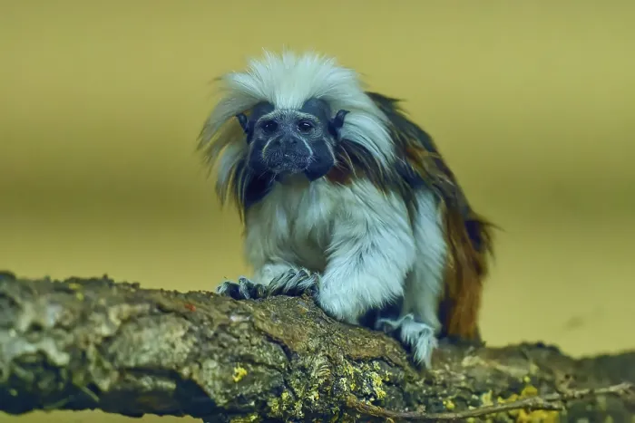 Framed Print : A tamarin monkey sits on a branch with a curious look in a natural environment