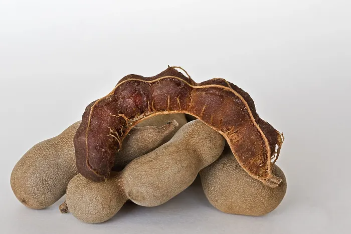 Framed Print : Tamarind fruits (Tamarindus indica) Framed Print : Tamarind fruits (Tamarindus indica)