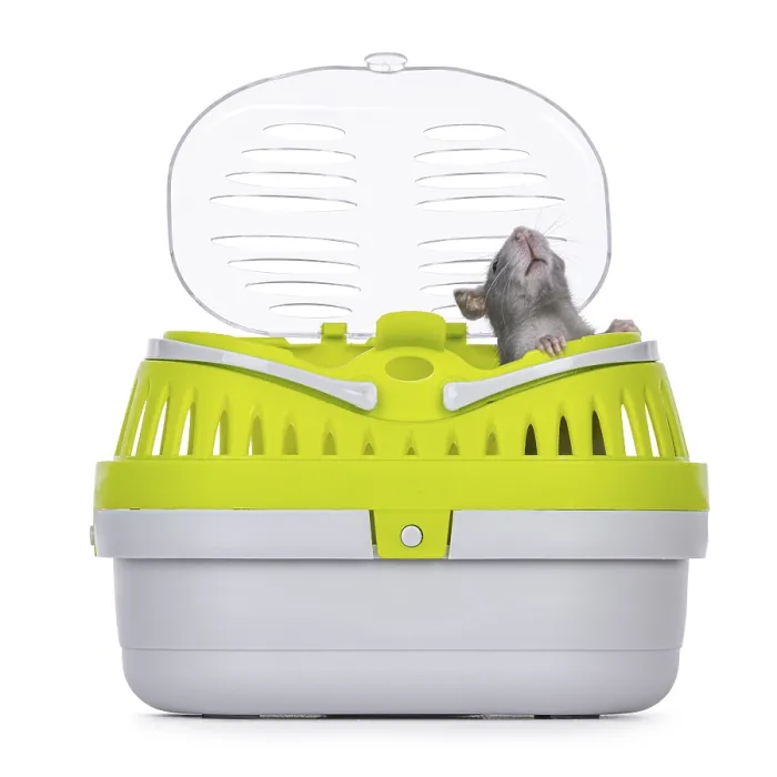 Framed Print : Tame cute young blue rat sitting in open travel container Framed Print : Tame cute young blue rat sitting in open travel container