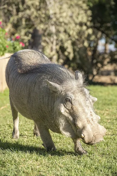 Framed Print : A tame warthog stands on one knee on the lawn as it searches for grass to chew Framed Print : A tame warthog stands on one knee on the lawn as it searches for grass to chew