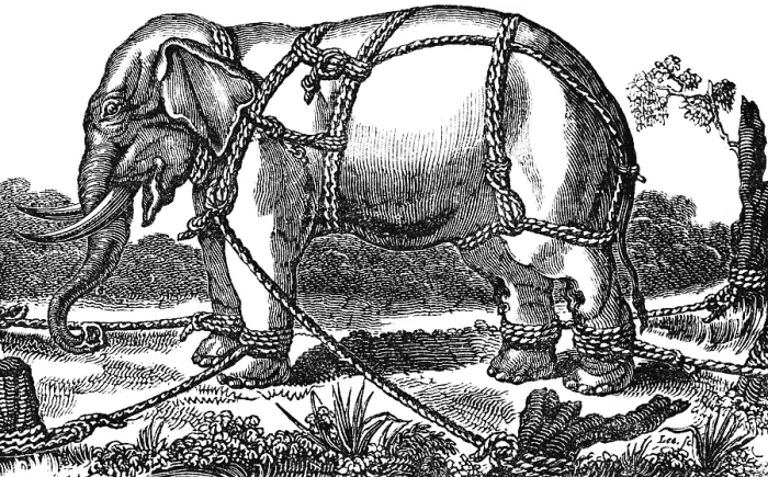 Framed Print : Taming a wild elephant, shackles