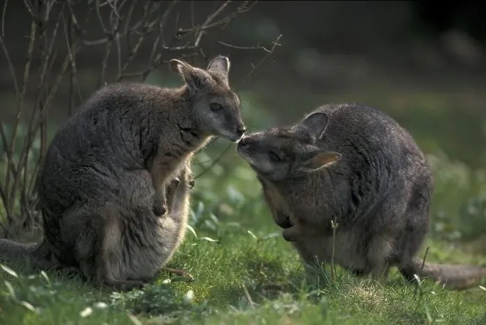 Framed Print : Tammar Wallabies (Wallabia eugenii)