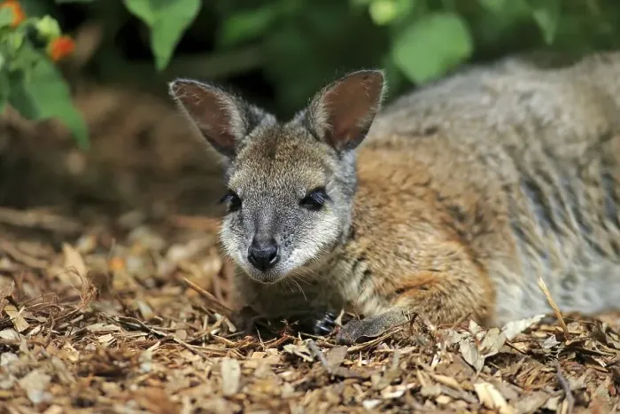 Framed Print : Tammar Wallaby, also Dama Wallaby or Darma Wallaby (Macropus eugenii)