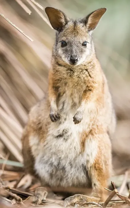 Framed Print : Tammar wallaby (Macropus eugenii) Framed Print : Tammar wallaby (Macropus eugenii)