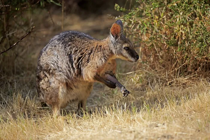 Framed Print : Tammar wallaby (Macropus eugenii) Framed Print : Tammar wallaby (Macropus eugenii)