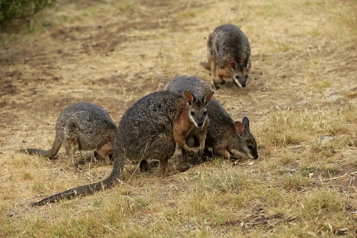 Framed Print : Tammar Wallaby (Macropus eugenii)
