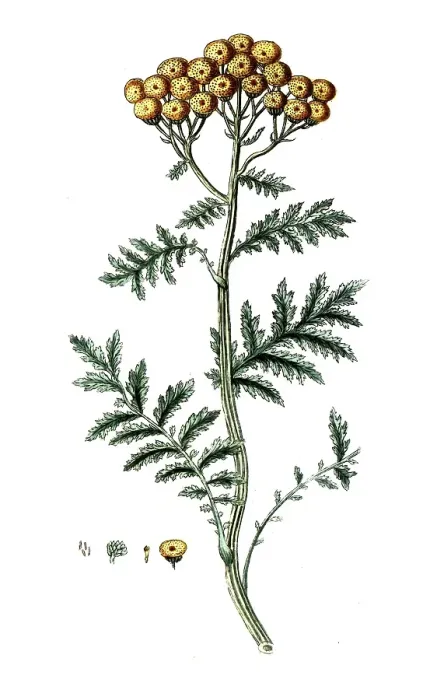 Framed Print : Tanacetum vulgare, tansy, digital reproduction of a historical original, between 1790 and 1810 Framed Print : Tanacetum vulgare, tansy, digital reproduction of a historical original, between 1790 and 1810