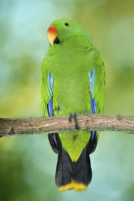 Framed Print : Tanimbar Noble Parrot, male (Eclectus roratus riedeli)