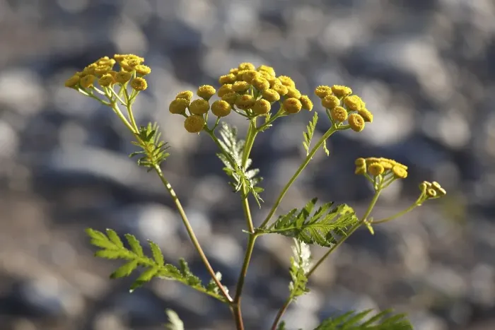 Framed Print : Tansy (Tanacetum vulgare), compass plant