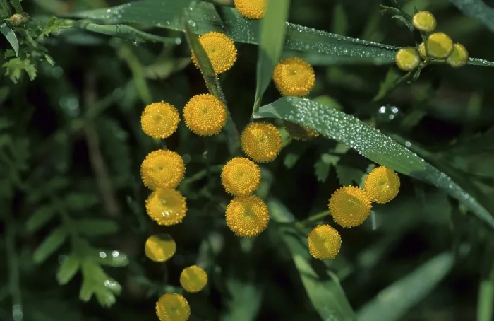 Framed Print : Tansy (Tanatecum vulgare)