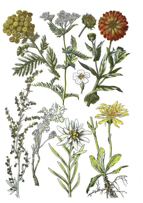 Framed Print : Tansy also wormwood, Tanacetum vulgare L