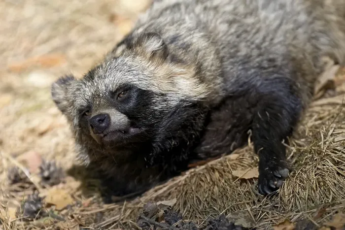 Framed Print : Tanuki