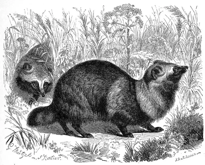 Framed Print : Tanuki, also called raccoon dog (Nyctereutes procyonoides) Framed Print : Tanuki, also called raccoon dog (Nyctereutes procyonoides)