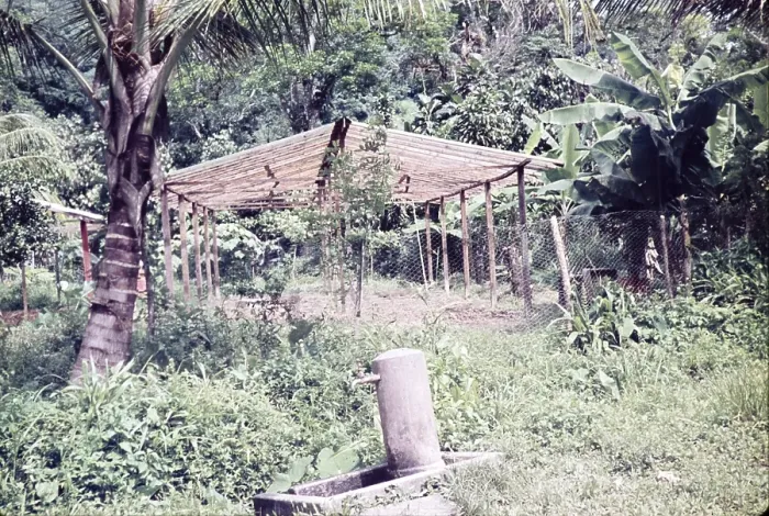Framed Print : Tap in foreground water supply for greenhouse for bringing on plants, farming in rural Trinidad c 1962 Framed Print : Tap in foreground water supply for greenhouse for bringing on plants, farming in rural Trinidad c 1962