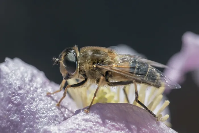 Framed Print : Tapered Dronefly (Eristalis pertinax) on a flower