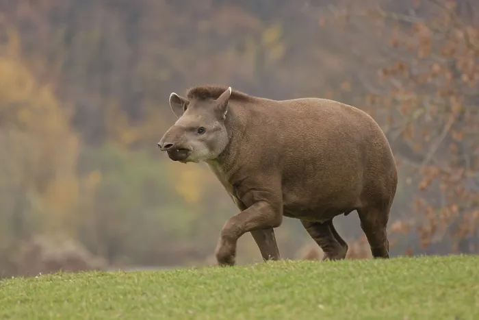 Framed Print : Tapir on green grass. tapir, wetlands