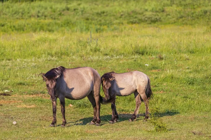 Framed Print : One Tarpan mare (Equus ferus) and her foal grazing in a clearing