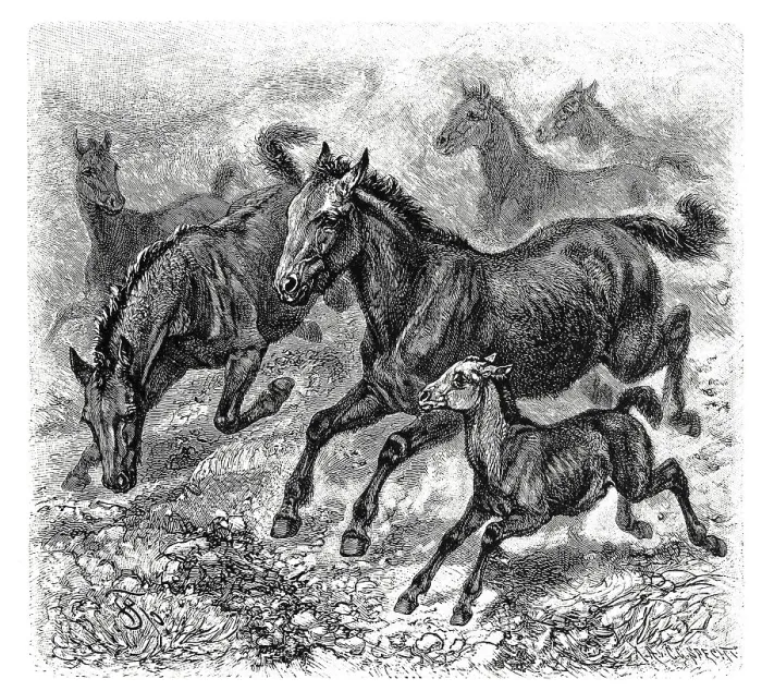 Framed Print : Tarpan, a species of the horse (Equus ferus) genus extirpated in the 18th and 19th centuries
