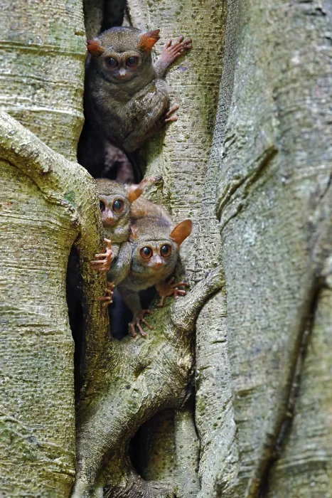 Framed Print : Tarsier family on the big tree