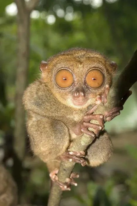 Framed Print : Tarsier monkey in Bohol Philippines