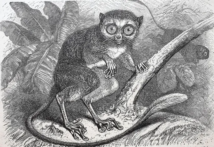 Framed Print : Tarsier, Tarsius specturm, half monkey Framed Print : Tarsier, Tarsius specturm, half monkey