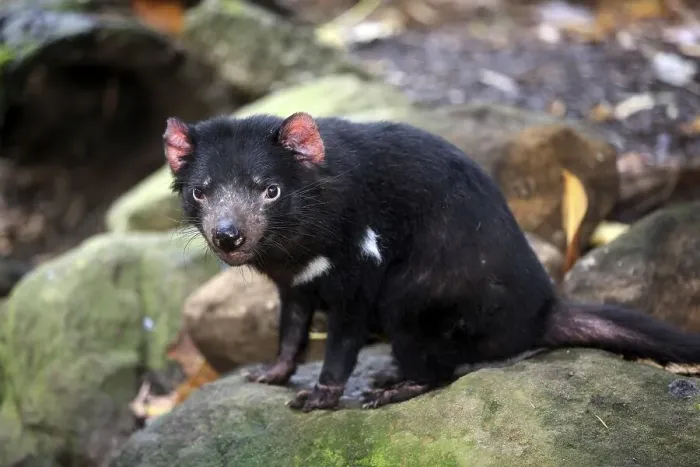 Framed Print : Tasmanian devil (Sarcophilus harrisii)