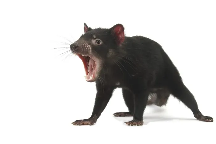 Framed Print : Tasmanian Devil (Sarcophilus harrisii)