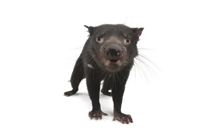 Framed Print : Tasmanian Devil (Sarcophilus harrisii)