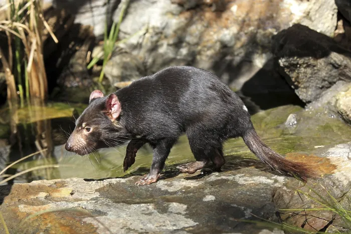 Framed Print : Tasmanian Devil (Sarcophilus harrisii) Framed Print : Tasmanian Devil (Sarcophilus harrisii)