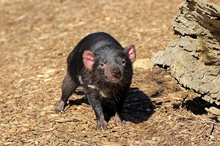 Framed Print : Tasmanian devil (Sarcophilus harrisii) Framed Print : Tasmanian devil (Sarcophilus harrisii)